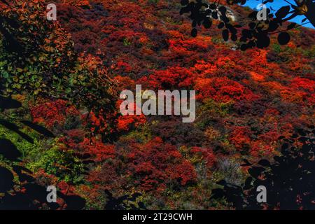 Fangen Sie den lebendigen Charme der roten Blüten ein, die in den atemberaubenden Berglandschaften des malerischen China blühen Stockfoto