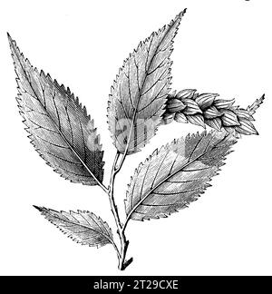 Ostrya virginiana, digital restauriert aus „The Condensed American Encyclopedia“, veröffentlicht 1882. Stockfoto