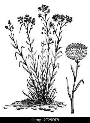 Helichrysum orientale, digital restauriert aus der 1882 erschienenen kondensierten amerikanischen Enzyklopädie. Stockfoto