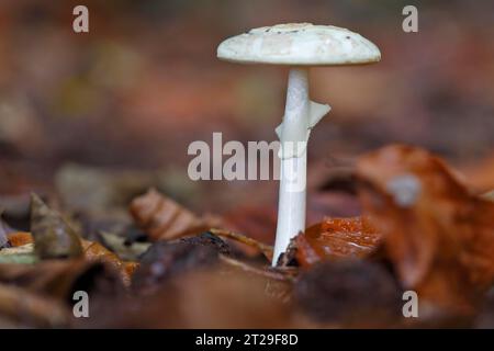 Frühlingsknollenblattpilz (Amanita verna) (syn.: Amanita decipiens) (Amanita verna var. Dezipiens), Müritz-Nationalpark, Mecklenburg-West Stockfoto