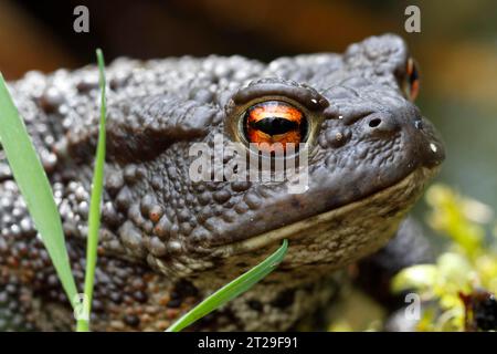 Kröte (Bufo bufo), Porträt in Seitenansicht, Nationalpark Mueritz, Mecklenburg-Vorpommern, Deutschland Stockfoto