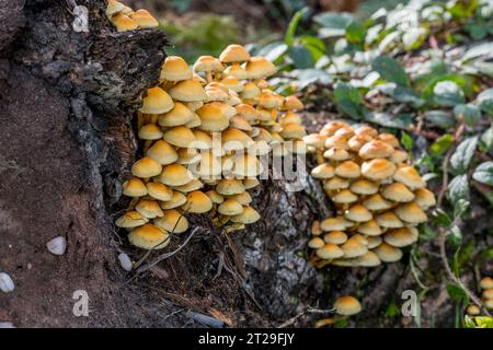 Die Schwefeltuft oder geclusterte Holzliebhaberin (Hypholoma fasciculare) auf der Basis eines gefallenen Baumstumpfes. Stockfoto