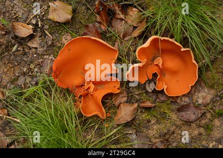 Orangenschalen-Pilz: Aleuria aurantia. Sussex, Großbritannien Stockfoto