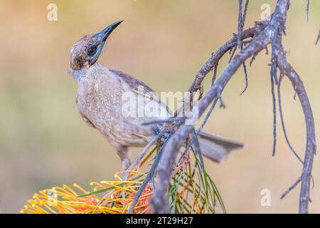 Little Friarbird (Philemon citreogularis), auch bekannt als Little leatherhead oder Gelbkehlvogel, auf Grevillea pteridifolia Stockfoto