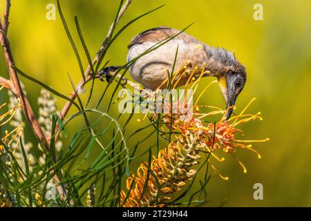 Little Friarbird (Philemon citreogularis), auch bekannt als Little leatherhead oder Gelbkehlvogel, auf Grevillea pteridifolia Stockfoto