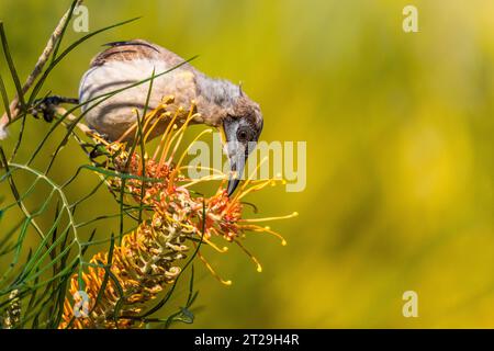 Little Friarbird (Philemon citreogularis), auch bekannt als Little leatherhead oder Gelbkehlvogel, auf Grevillea pteridifolia Stockfoto