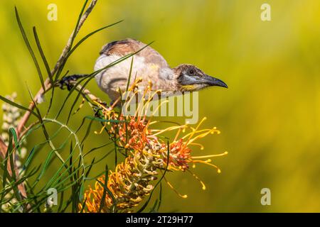 Little Friarbird (Philemon citreogularis), auch bekannt als Little leatherhead oder Gelbkehlvogel, auf Grevillea pteridifolia Stockfoto