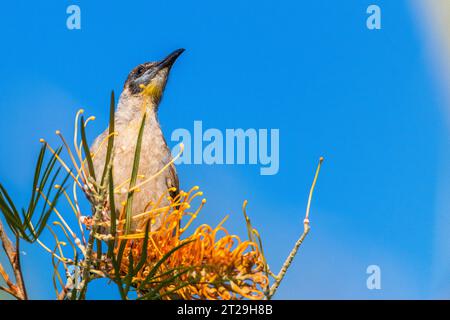 Little Friarbird (Philemon citreogularis), auch bekannt als Little leatherhead oder Gelbkehlvogel, auf Grevillea pteridifolia Stockfoto