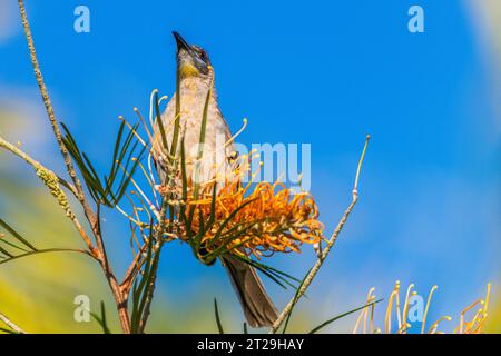 Little Friarbird (Philemon citreogularis), auch bekannt als Little leatherhead oder Gelbkehlvogel, auf Grevillea pteridifolia Stockfoto