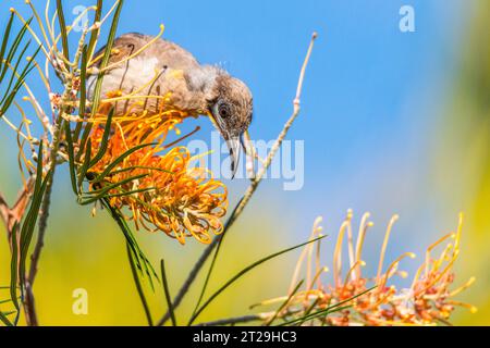 Little Friarbird (Philemon citreogularis), auch bekannt als Little leatherhead oder Gelbkehlvogel, auf Grevillea pteridifolia Stockfoto