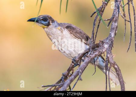 Little Friarbird (Philemon citreogularis), auch bekannt als Little leatherhead oder Gelbkehlvogel, auf Grevillea pteridifolia Stockfoto