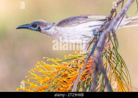 Little Friarbird (Philemon citreogularis), auch bekannt als Little leatherhead oder Gelbkehlvogel, auf Grevillea pteridifolia Stockfoto