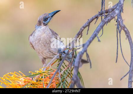 Little Friarbird (Philemon citreogularis), auch bekannt als Little leatherhead oder Gelbkehlvogel, auf Grevillea pteridifolia Stockfoto