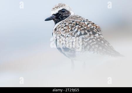 Entzückender Pluvialis squatarola Vogel mit gemustertem Gefieder und schwarzem Schnabel, der in der Natur steht und vor verschwommenem Hintergrund in die Kamera starrt Stockfoto