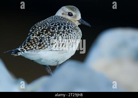 Entzückender Pluvialis squatarola Vogel mit gemustertem Gefieder und schwarzem Schnabel, der in der Natur vor verschwommenem Hintergrund steht Stockfoto