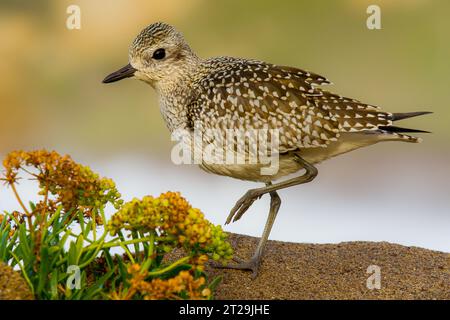 Entzückender Pluvialis squatarola Vogel mit gemustertem Gefieder und schwarzem Schnabel, der in der Natur vor verschwommenem Hintergrund steht Stockfoto