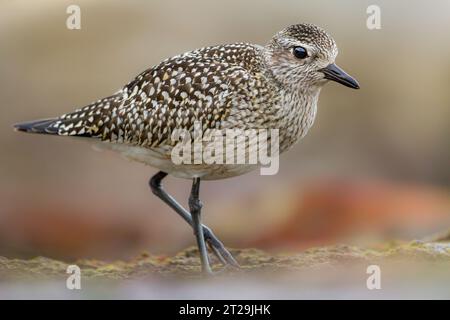 Entzückender Pluvialis squatarola Vogel mit gemustertem Gefieder und schwarzem Schnabel, der in der Natur vor verschwommenem Hintergrund steht Stockfoto