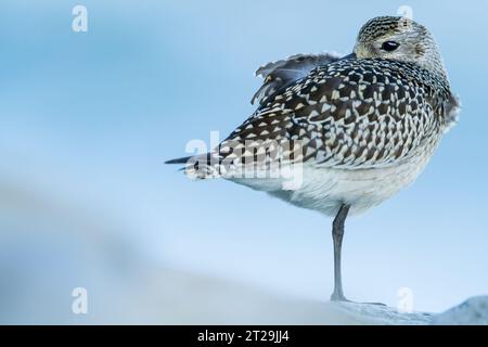 Entzückender Pluvialis squatarola Vogel mit gemustertem Gefieder und schwarzem Schnabel, der in der Natur vor verschwommenem Hintergrund steht Stockfoto