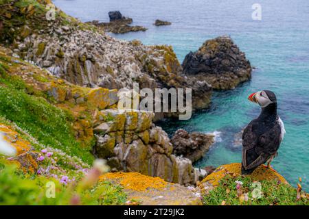 Von oben ist wilder Atlantischer Papageientaucher mit roten Schnäbeln und weißen Federn, der an der grasbewachsenen Küste in der Nähe des plätschernden Meeres in der Küstenregion Irlands sitzt Stockfoto