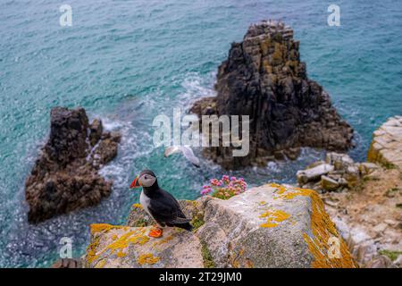 Von oben ist wilder Atlantischer Papageientaucher mit roten Schnäbeln und weißen Federn, der an der Steinküste in der Nähe des plätschernden Meeres in der Küstenregion Irlands sitzt Stockfoto