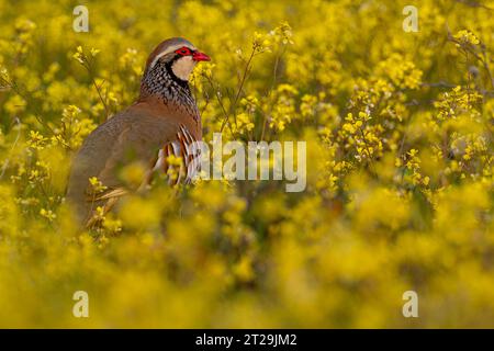 Seitenansicht des wilden Roten Alectoris rufa Vogels mit grauem Gefieder und rotem Schnabel, der in natürlicher Umgebung umherstreift Stockfoto