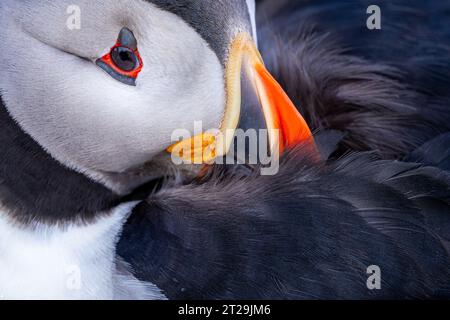 Nahaufnahme eines schwarz-weißen Atlantischen Papageientauchers mit blauen Augen in Irland Stockfoto