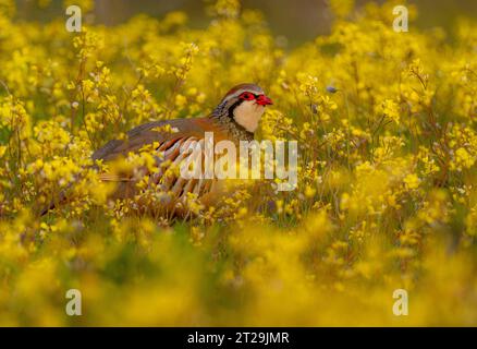 Seitenansicht des wilden Roten Alectoris rufa Vogels mit grauem Gefieder und rotem Schnabel, der in natürlicher Umgebung umherstreift Stockfoto