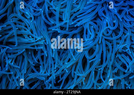 Hintergrund der Seeanemone mit blauen Tentakeln in der Tiefsee Stockfoto