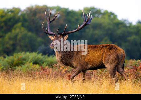 Seitenansicht von Rotwild, die im verschwommenen Richmond Park London spazieren gehen, während sie wegschauen Stockfoto