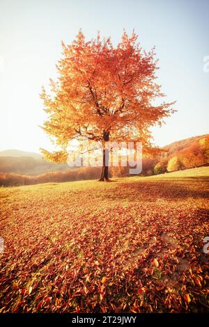Fantastisches Bild der glänzenden Buche an einem Hügel im Bergtal. Dramatische Szene. Orangefarbene und gelbe Blätter. Lage Place Carpaten, Ukrain Stockfoto