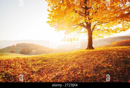 Fantastisches Bild der glänzenden Buche an einem Hügel im Bergtal. Dramatische Szene. Orangefarbene und gelbe Blätter. Lage Place Carpaten, Ukrain Stockfoto