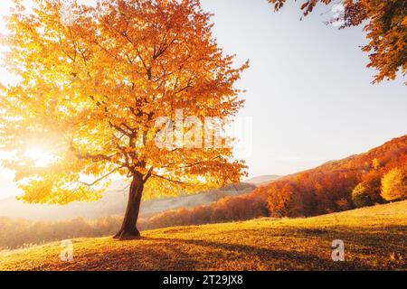 Fantastisches Bild der glänzenden Buche an einem Hügel im Bergtal. Dramatische Szene. Orangefarbene und gelbe Blätter. Lage Place Carpaten, Ukrain Stockfoto