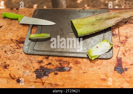 Hoher Winkel von Aloe Vera saftiger Heilpflanze grünes Blatt mit Dornen zusammen mit Gel geschnittenen Stücken auf schäbige Metalloberfläche mit Messer gegen W gelegt Stockfoto