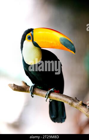 Voller Körper aus gelbem Schnabelvogel mit schwarz-weißem Gefieder, der auf einem Zweig vor verschwommenem Hintergrund sitzt und die Kamera hell betrachtet Stockfoto