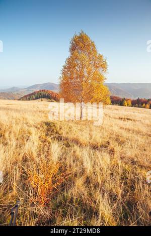 Atemberaubendes Bild der hellen Bäume in sonnigen Balken. Wunderschöner Tag und lebhafte Szene. Rote und gelbe Blätter. Ort Carpaten, Ukraine, Europa. W Stockfoto