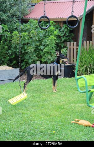 Australischer Kelpie Hund schwarz und braun auf Kinderspielplatz Stockfoto