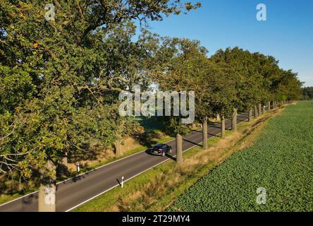 Heinersdorf, Deutschland. Oktober 2023. Ein Auto fährt über eine Allee mit Eichen. Die Bäume entlang dieser Straße in Ostbrandenburgs sind über 100 Jahre alt. 20.10.2023 ist der Tag der Allee in Deutschland. Seit 2008 ist der 20. Oktober den von Bäumen gesäumten Straßen in Deutschland als bundesweiter Tag der Alley gewidmet. Der Trend zu neuen Möglichkeiten ist bereits über 200 Jahre alt. Die systematische Anpflanzung von Alleen entlang von Wegen und Straßen in Deutschland begann Ende des 18. Jahrhunderts. Quelle: Patrick Pleul/dpa/Alamy Live News Stockfoto