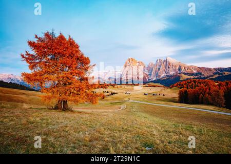 Magisches Bild von Lärchen an den Hängen heller Hügel. Wunderschöne Szene. Lage Ort Dolomiti alps, Compaccio, Seiser Alm oder Seiser Alm, Bozen pro Stockfoto