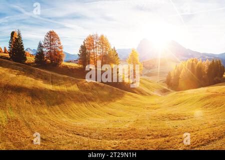 Magisches Bild von Lärchen an den Hängen heller Hügel. Wunderschöne Szene. Lage Ort Dolomiti alps, Compaccio, Seiser Alm oder Seiser Alm, Bozen pro Stockfoto