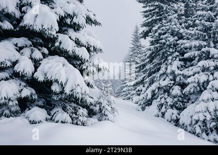 Szenisches Bild von Fichtenbäumen. Frostiger Tag, ruhige winterliche Szene. Standort Karpaten, Ukraine, Europa. Skigebiet. Tolles Bild von der wilden Gegend. Entdecken Sie die Stockfoto