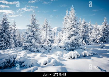 Szenische Bild von Fichten Baum. Frostiger Tag, ruhige winterliche Szene. Standort Karpaten, Ukraine Europa. Skigebiet. Tolles Bild der wilden Gegend. Entdecken Sie die Stockfoto