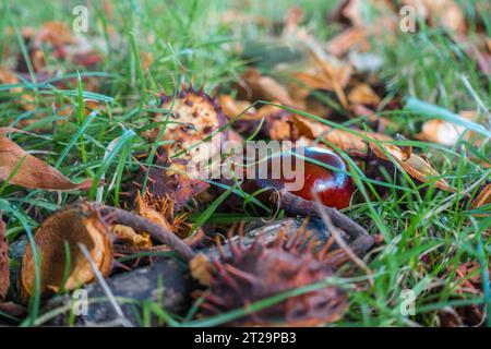 Zwischen den Grashalmen auf dem Boden eines Parks mischen sich Konker und Herbstlaub Stockfoto