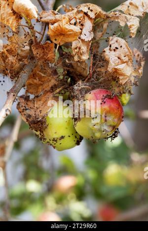 Raupen von Kabeljauchmotten, Apfelstoat, im Seidennetz auf einem Apfelbaumzweig. Zeltraupen, Seidenraupen, in speziellen Seidenzelten auf Blättern von ap Stockfoto