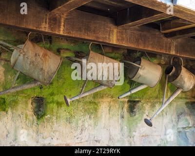 Antike galvanisierte Vintage-Gießkannen, die an einer mit Flechten bedeckten Steinmauer in einem alten englischen Garten hängen Stockfoto