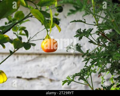 Nahaufnahme einer kleinen Zitrusfrucht/Orange, die von einem Topfbaum in einem Gewächshaus oder einer Orangerie in Großbritannien vor weißem Hintergrund hängt Stockfoto