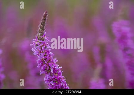 Purple Loosestrife (Lythrum salicaria) Norfolk Juli 2023 Stacked Stockfoto