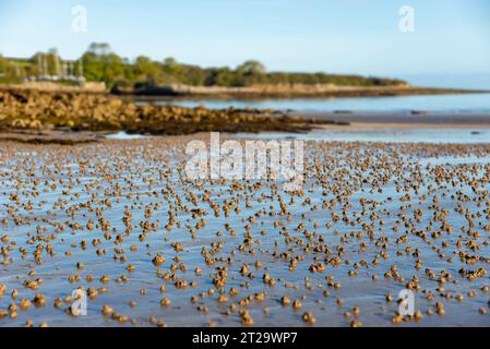 Lugworm wirft in den Sand auf Traeth Bychan, einem Strand an der Ostküste von Anglesey, Nordwales. Stockfoto