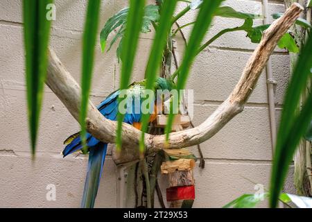 Sittich auf Ast im Zooauszug. Hochwertige Fotos Stockfoto