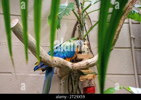 Sittich auf Ast im Zooauszug. Hochwertige Fotos Stockfoto