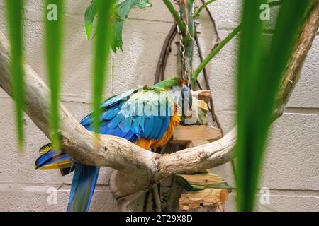 Sittich auf Ast im Zooauszug. Hochwertige Fotos Stockfoto